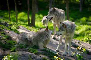  Wolfsroedel van drie wolven © Derek R. Audette