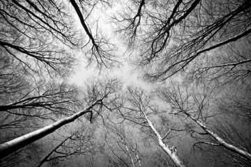 Fototapety  Las jesienią czarno-biały