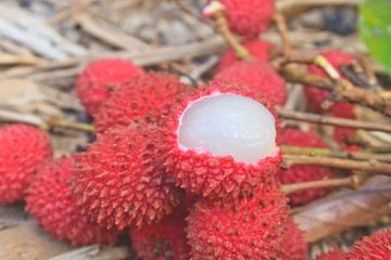 wild fruit from forest, wild lychee