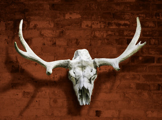 Fototapeta premium Moose skull with horns against the brick wall