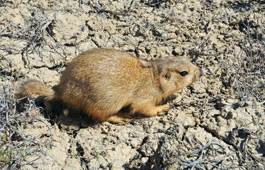 yellow ground squirrel