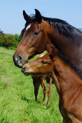 Obraz premium Mare with foal