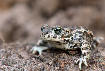 natterjack toad