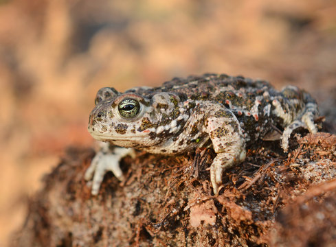 natterjack toad