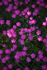 Pink Flowers 