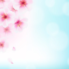 Obraz na płótnie Canvas Cherry Flowers