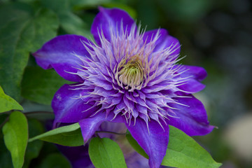 Violette Clematis Blüte seitlich