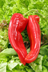 Fresh red paprika and lettuce