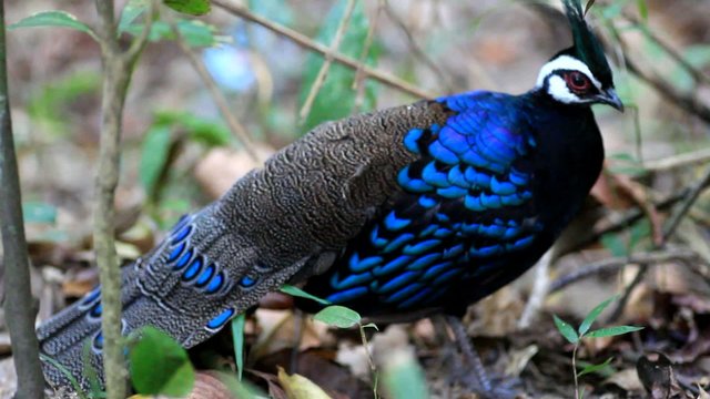 Palawan Peacock-Pheasant (Polyplectron napoleonis) in Palawan Is