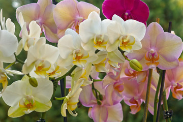 Obrazy na Szkle  Orchideenmix