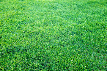 grass texture