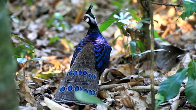 Palawan Peacock-Pheasant (Polyplectron napoleonis) in Palawan Is