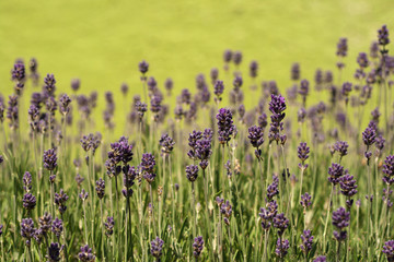 lavender fragance