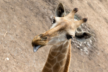 giraffe
