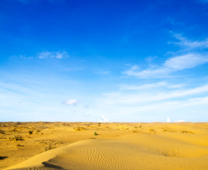 Desert landscape