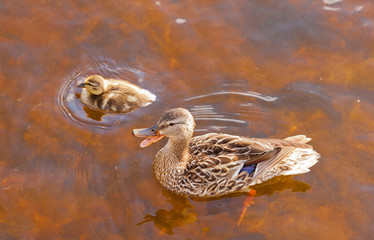 Mallard Anas platyrhynchos duckling duck quacking