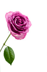 Obraz premium Pink rose isolated on white