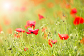 Poppy flowers, outdoors