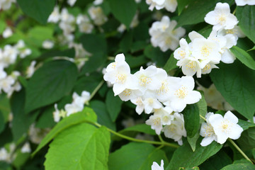 Jasmine flowers in garden