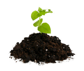 Green plant and soil, isolated on white