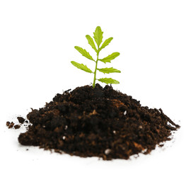 Green plant and soil, isolated on white