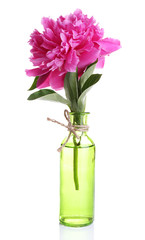 Beautiful pink peony flower in glass vase, isolated on white