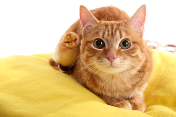 Red cat with cute chicken on yellow pillow close up