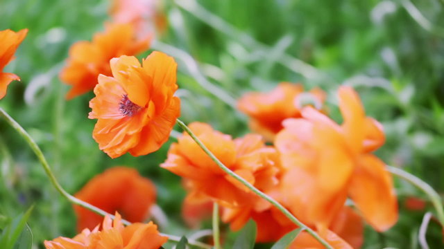 Blooming poppies