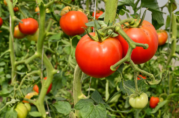 Greenhouse Grown Tomatoes