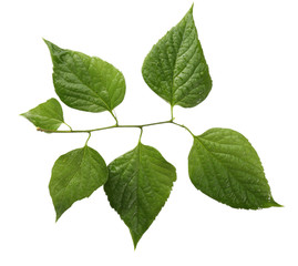 Fototapeta premium Green leaves isolated on white