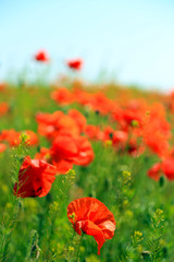 Beautiful poppy flowers in the field