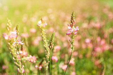 Obraz premium Beautiful wild flowers in the field