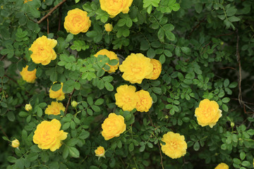 Beautiful yellow roses on green bush