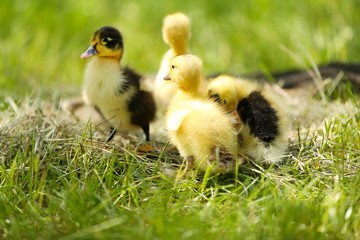 Little cute ducklings on hay, outdoors