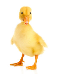 Little cute duckling isolated on white