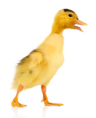 Little cute duckling isolated on white