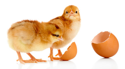 Little cute chickens and egg shell isolated on white