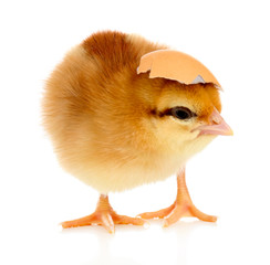 Little cute chicken and egg shell isolated on white