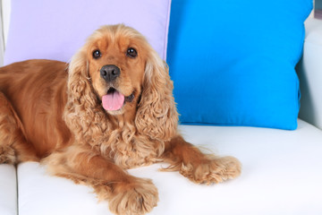 English cocker spaniel on sofa in room