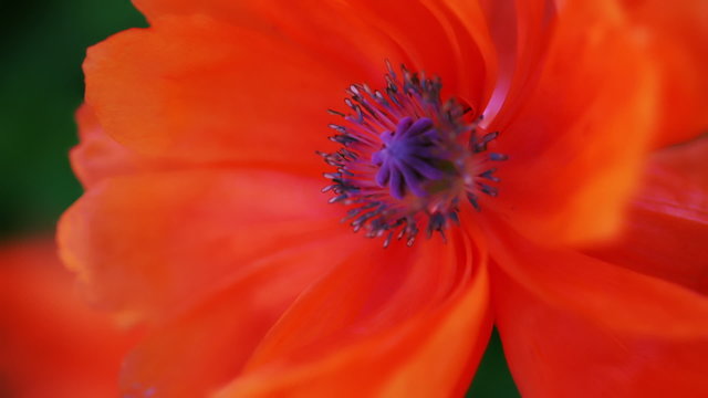 Blooming poppies