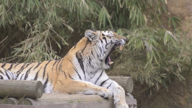Tiger in Tama Zoo,Tokyo,Japan