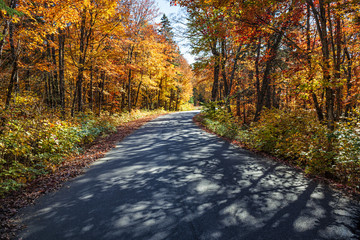 Road in fall forest