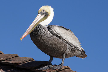 Pelican
