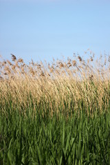 Reed at the Greifswalder Bodden/Baltic Sea in Mecklenburg-Vorpommern, Germany