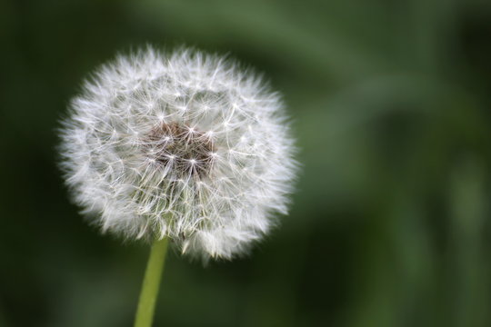 Dandelion (Taraxacum) blowball on defocused background