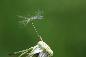 Last seed of a dandelion (Taraxacum) blowball