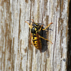 Queen of a german wasp (Vespula Germanica) grating wood