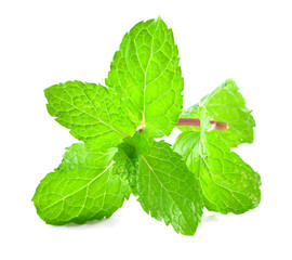 mint leaves isolated on white background