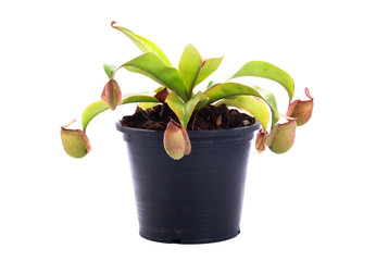 tropical pitcher plants