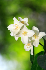 Jasmine Blossoming